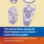 خرید و دانلود نسخه کامل کتاب The Human Brain during the First Trimester 3.5- to 4.5-mm Crown-Rump Lengths
