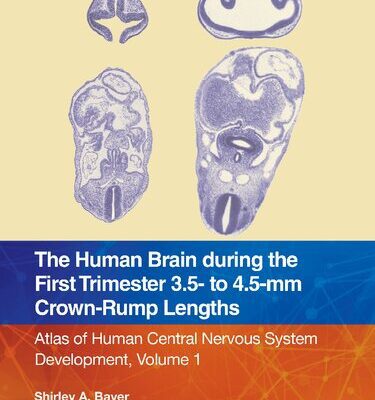 خرید و دانلود نسخه کامل کتاب The Human Brain during the First Trimester 3.5- to 4.5-mm Crown-Rump Lengths