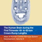 خرید و دانلود نسخه کامل کتاب The Human Brain during the First Trimester 40- to 42-mm Crown-Rump Lengths: Atlas of Human Central Nervous System Development