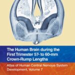 خرید و دانلود نسخه کامل کتاب The Human Brain during the First Trimester 57- to 60-mm Crown-Rump Lengths