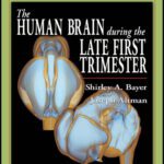 خرید و دانلود نسخه کامل کتاب The Human Brain During the Late First Trimester (Atlas of Human Central Nervous System Development, Volume 4)