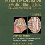 خرید و دانلود نسخه کامل کتاب The Netter Collection of Medical Illustrations: Nervous System, Volume 7, Part II – Spinal Cord and Peripheral Motor and Sensory Systems, 2e