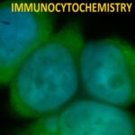خرید و دانلود نسخه کامل کتاب The Schwann Cell-Axon Link in Normal Condition or Neuro-Degenerative Diseases: An Immunocytochemical Approach.