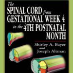 خرید و دانلود نسخه کامل کتاب The Spinal Cord from Gestational Week 4 to the 4th Postnatal Month (Atlas of Human Central Nervous System Development)