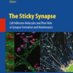 خرید و دانلود نسخه کامل کتاب The Sticky Synapse: Cell Adhesion Molecules and Their Role in Synapse Formation and Maintenance