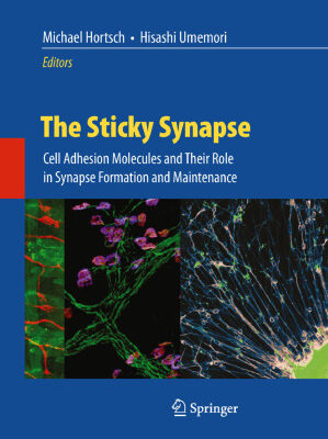 خرید و دانلود نسخه کامل کتاب The Sticky Synapse: Cell Adhesion Molecules and Their Role in Synapse Formation and Maintenance