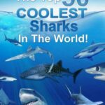 خرید و دانلود نسخه کامل کتاب The Top 50 COOLEST Sharks in the World!