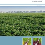 خرید و دانلود نسخه کامل کتاب Urban Sprawl in Europe: The Ignored Challenge