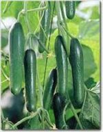 خرید و دانلود طرح توجیحی خیار درختی - تصویر 2