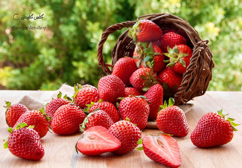 خرید-بذر-توت-فرنگی-Strawberry-فروشگاه-گلس-گاردن-6 خرید و دانلود طرح توجیهی توت فرنگی - تصویر 1