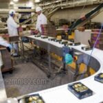 خرید و دانلود طرح توجیهی تولید غذای آماده