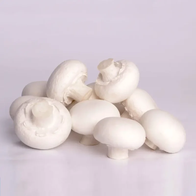 خرید و دانلود طرح توجیهی پرورش قارچ نگارش 1404 - تصویر 7