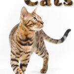 خرید و دانلود نسخه کامل کتاب 101 Amazing Facts About Cats