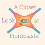 خرید و دانلود نسخه کامل کتاب A Closer Look at Fibroblasts