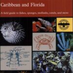 خرید و دانلود نسخه کامل کتاب A field guide to coral reefs of the Caribbean and Florida : a guide to the common invertebrates and fishes of Bermuda, the Bahamas, southern Florida, the West Indies, and the Caribbean coast of Central and South America