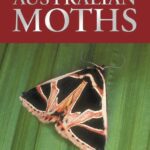 خرید و دانلود نسخه کامل کتاب A Guide to Australian Moths
