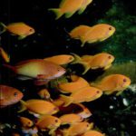 خرید و دانلود نسخه کامل کتاب A Photographic Guide to Sea Fishes of Southern Africa