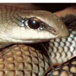 خرید و دانلود نسخه کامل کتاب A Photographic Guide to Snakes, other Reptiles and Amphibians of East Africa