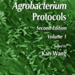 خرید و دانلود نسخه کامل کتاب Agrobacterium Protocols, Second Edition: Volume I (Methods in Molecular Biology Vol 343)