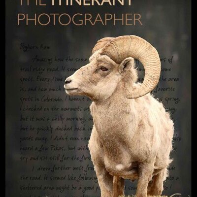 خرید و دانلود نسخه کامل کتاب Allen Max.The Itinerant Photographer: Photographs from Five Years of Wandering with Wildlife and the Stories behind Them