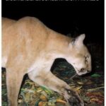 خرید و دانلود نسخه کامل کتاب Alto Purús. Biodiversidad, conservación y manejo