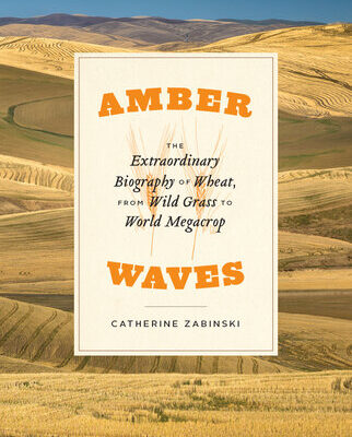 خرید و دانلود نسخه کامل کتاب Amber Waves – The Extraordinary Biography of Wheat, from Wild Grass to World Megacrop