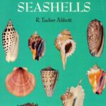 خرید و دانلود نسخه کامل کتاب American Seashells