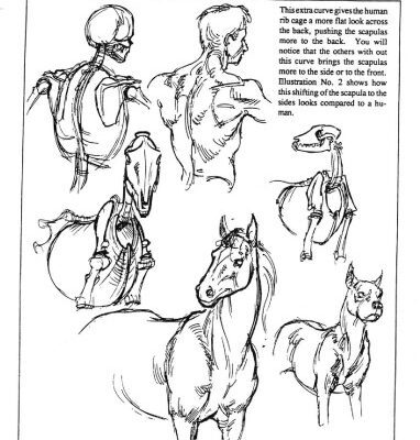 خرید و دانلود نسخه کامل کتاب Animal drawing