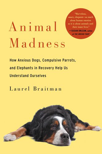 خرید و دانلود نسخه کامل کتاب Animal Madness: how anxious dogs, compulsive parrots, and elephants in recovery help us understand ourselves_68e7c7d0a8257.jpeg خرید و دانلود نسخه کامل کتاب Animal Madness: how anxious dogs, compulsive parrots, and elephants in recovery help us understand ourselves