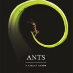 خرید و دانلود نسخه کامل کتاب Ants. A visual guide