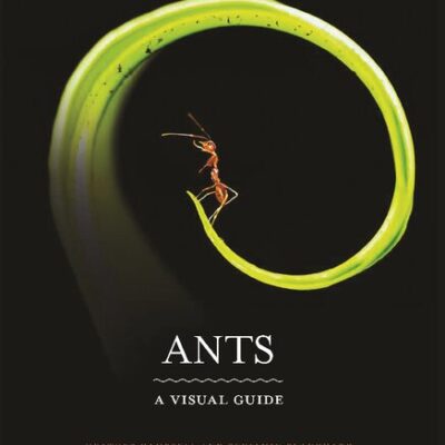 خرید و دانلود نسخه کامل کتاب Ants. A visual guide