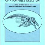 خرید و دانلود نسخه کامل کتاب Articulations of a Porpoise Skeleton: A Step-by-Step Guide to Assembling Small Whale Skeletons