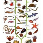 خرید و دانلود نسخه کامل کتاب Atlas De Zoologia  Spanish
