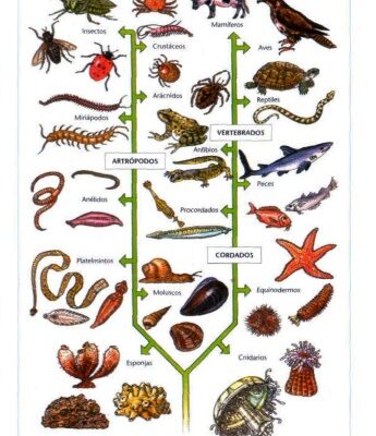 خرید و دانلود نسخه کامل کتاب Atlas De Zoologia  Spanish