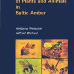 خرید و دانلود نسخه کامل کتاب Atlas of plants and animals in Baltic amber