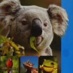 خرید و دانلود نسخه کامل کتاب Australian Wildlife: A Visitor’s Guide