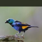 خرید و دانلود نسخه کامل کتاب Aves da Mata Atlantica do Nordeste