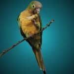 خرید و دانلود نسخه کامل کتاب Aves da Serra de Martins