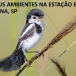 خرید و دانلود نسخه کامل کتاب Aves e seus ambientes na Estação Ecológica de Itirapina, SP