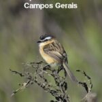 خرید و دانلود نسخه کامل کتاب Aves Parque Nacional dos Campos Gerais