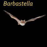 خرید و دانلود نسخه کامل کتاب Barbastella Volumen 5 (1) Marzo 2012
