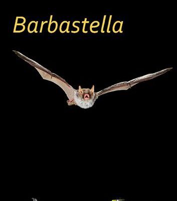 خرید و دانلود نسخه کامل کتاب Barbastella Volumen 5 (1) Marzo 2012