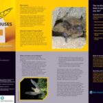 خرید و دانلود نسخه کامل کتاب Bats in houses