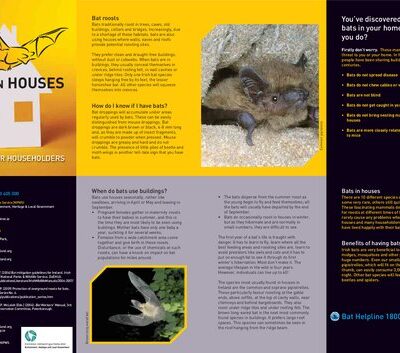 خرید و دانلود نسخه کامل کتاب Bats in houses