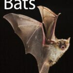 خرید و دانلود نسخه کامل کتاب Bats