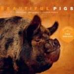 خرید و دانلود نسخه کامل کتاب Beautiful Pigs: Portraits of Champion Breeds