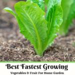 خرید و دانلود نسخه کامل کتاب Best Fastest Growing Vegetables & Fruit For Home Garden English Edition