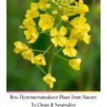 خرید و دانلود نسخه کامل کتاب Best Hyperaccumulator Plant From Nature To Clean & Neutralize Radioactive Nuclear Waste