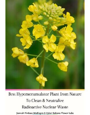 خرید و دانلود نسخه کامل کتاب Best Hyperaccumulator Plant From Nature To Clean & Neutralize Radioactive Nuclear Waste