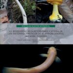 خرید و دانلود نسخه کامل کتاب Biodiversidad subterránea y epigea de los sistemas cársticos de El Peñón (Andes), Santander, Colombia